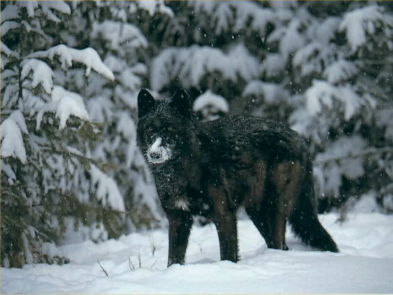 Yellowstone wolf project annual report 1998 nba